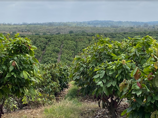 Cocoa Farming Project